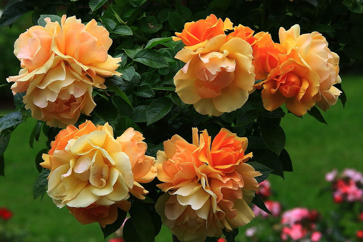 С Праздником милые женщины !!!