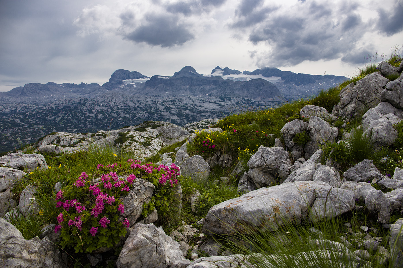 Альпийский букет