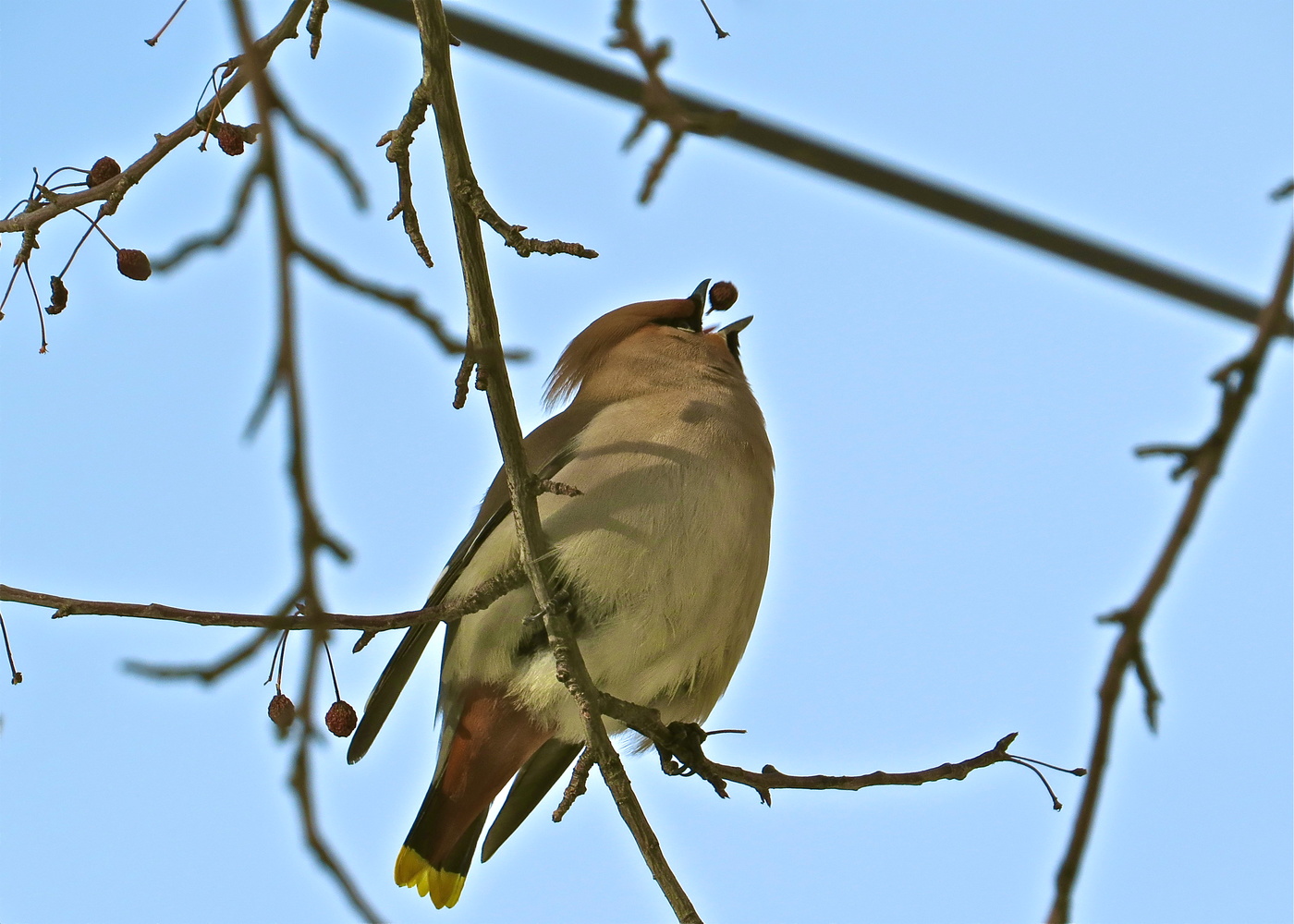 Не пьяней, свиристель!