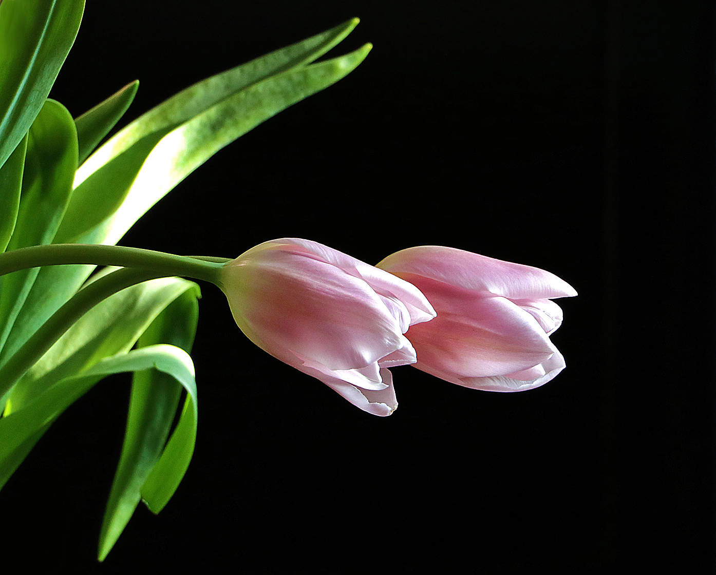 Праздничные тюльпаны