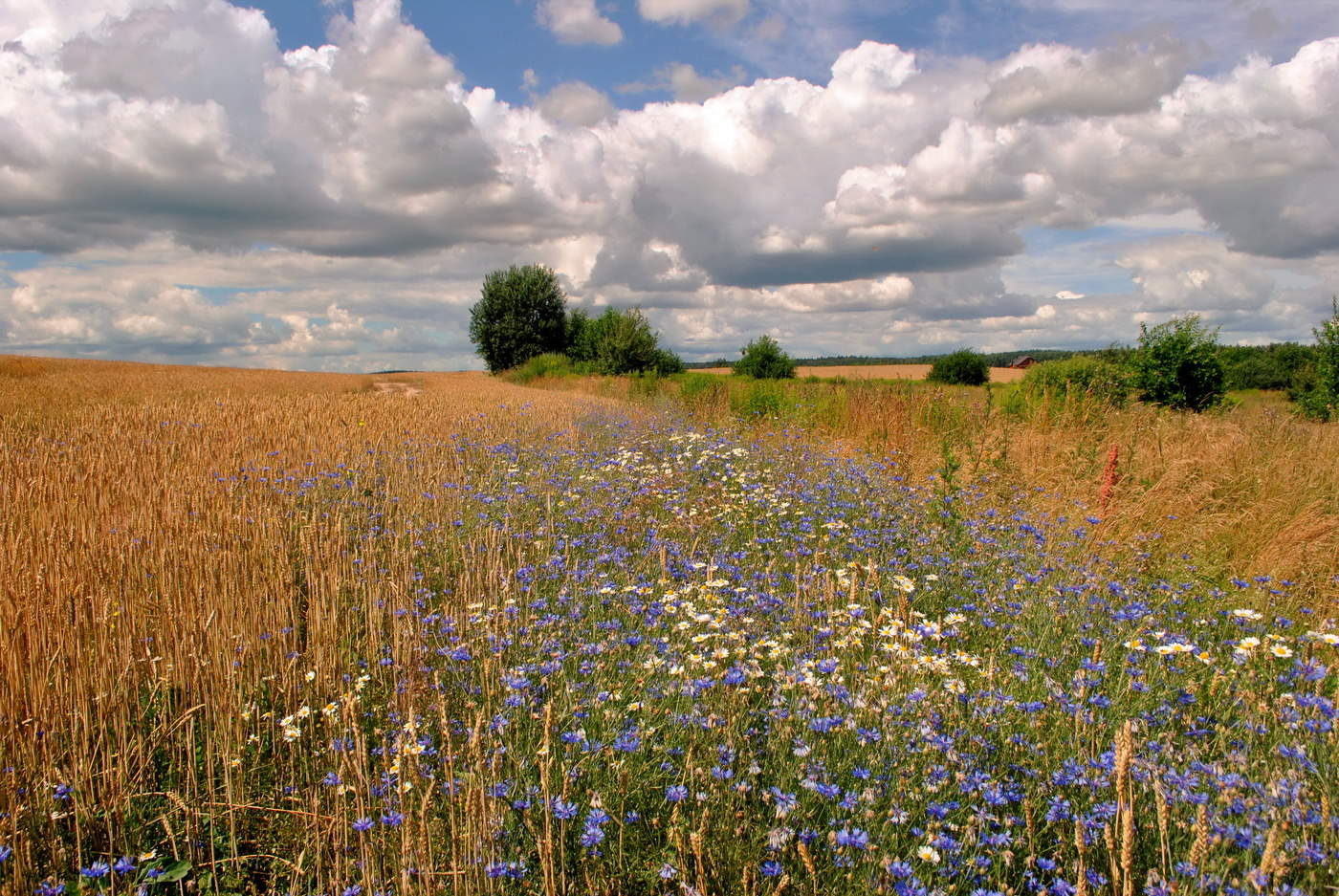 Kornblumenblau Stimmung