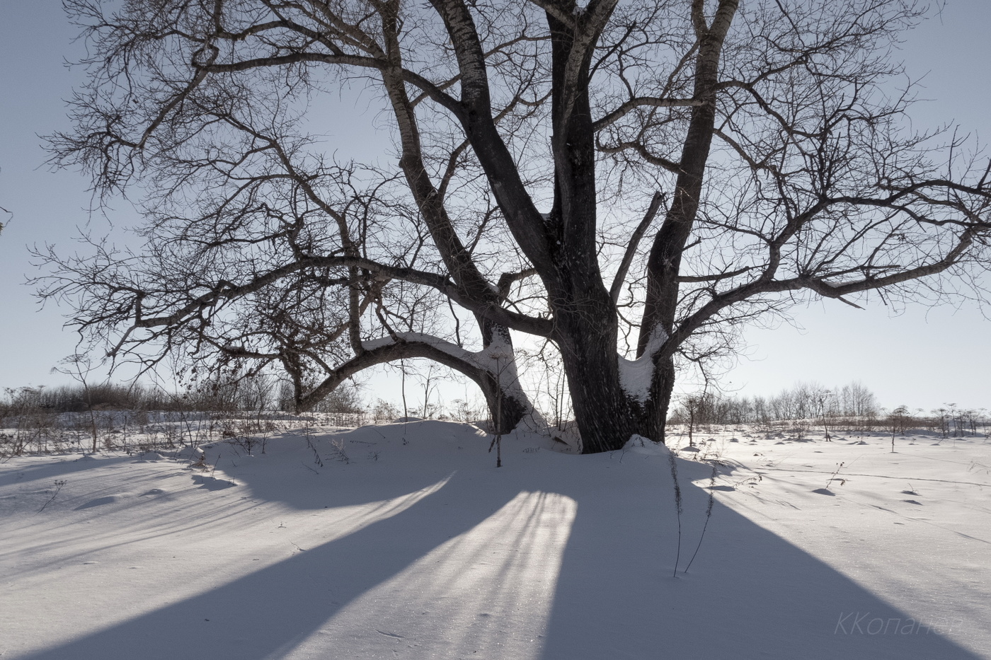 Древо жизни