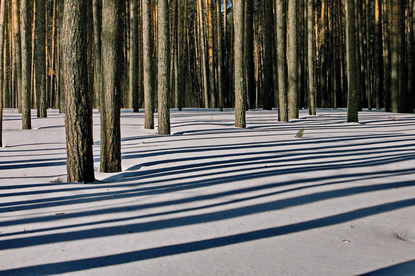 Март в сосновом бору.