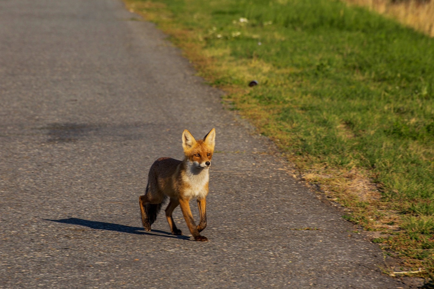 Встреча на дороге