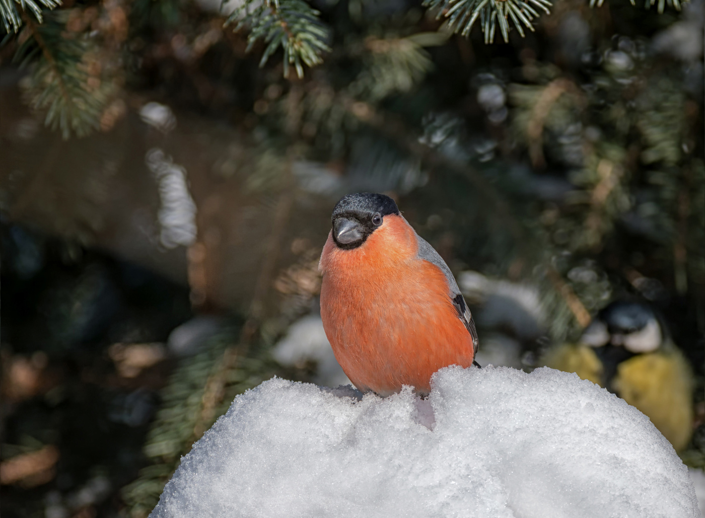 под ёлочкой