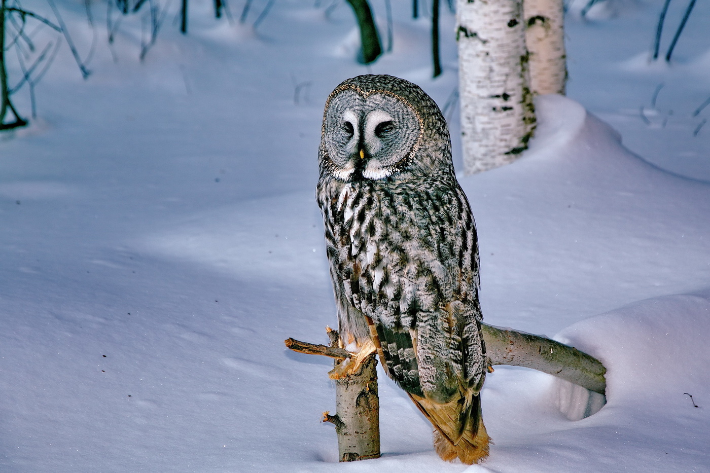 Неожиданная встреча.