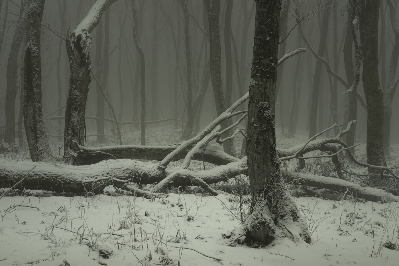 Туманное утро