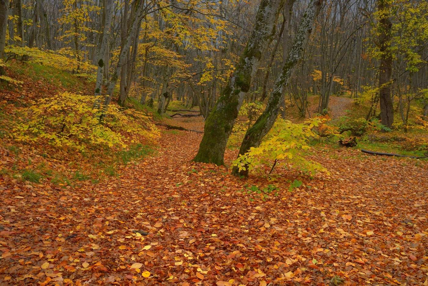 Осенняя тропинка