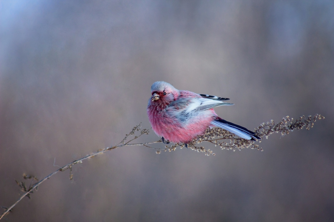 Урагус - зимний цветок"