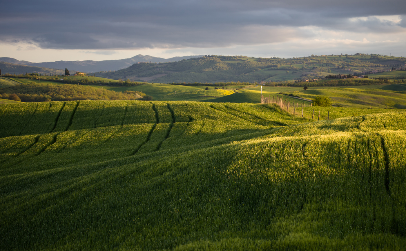 Зеленое покрывало