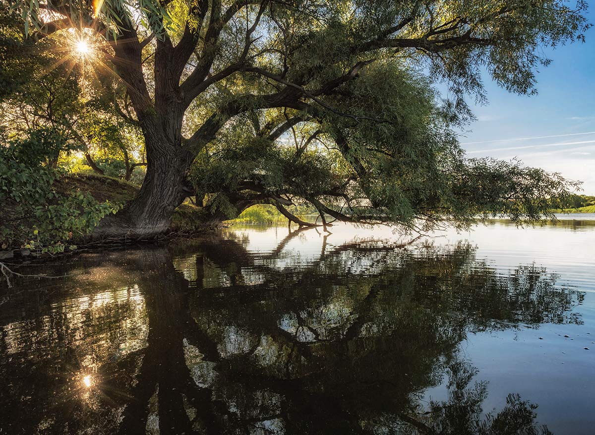 Ракита над водой
