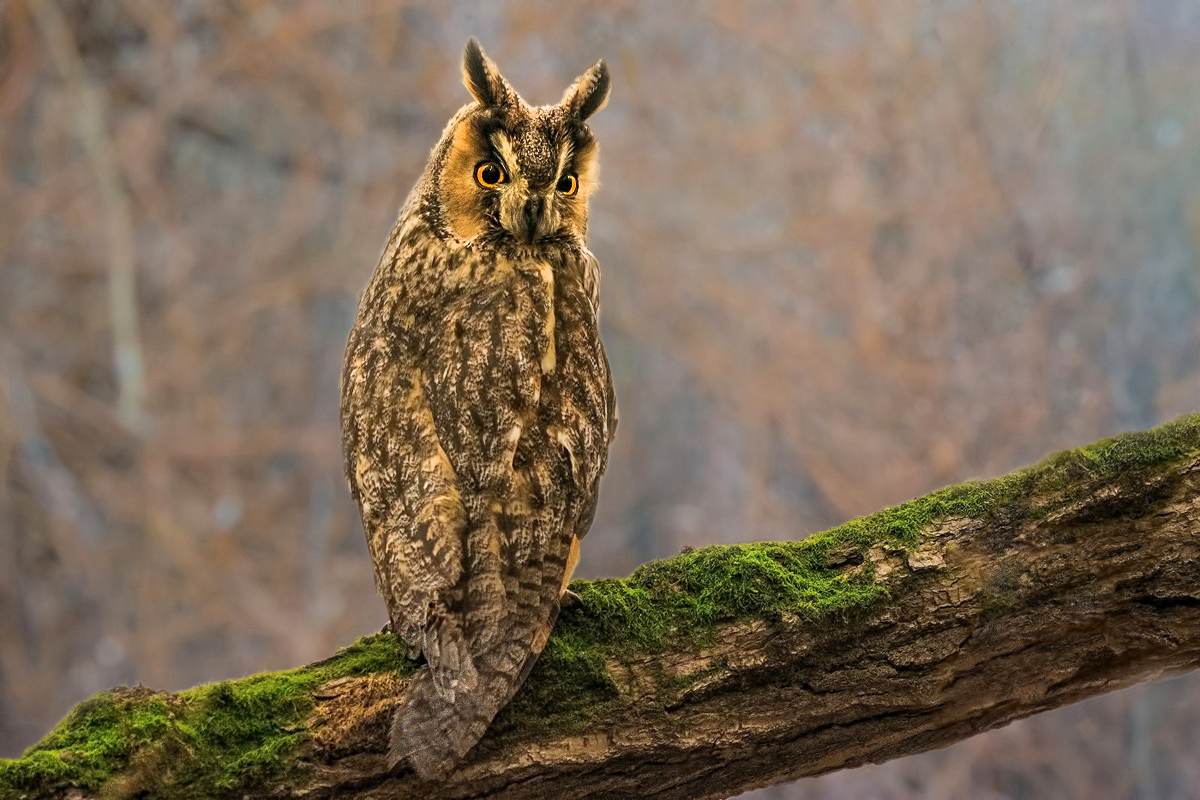 Сова ушастая.