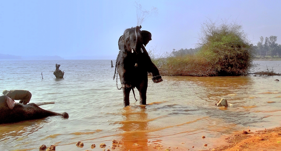 Агрессивный слон взбунтовался