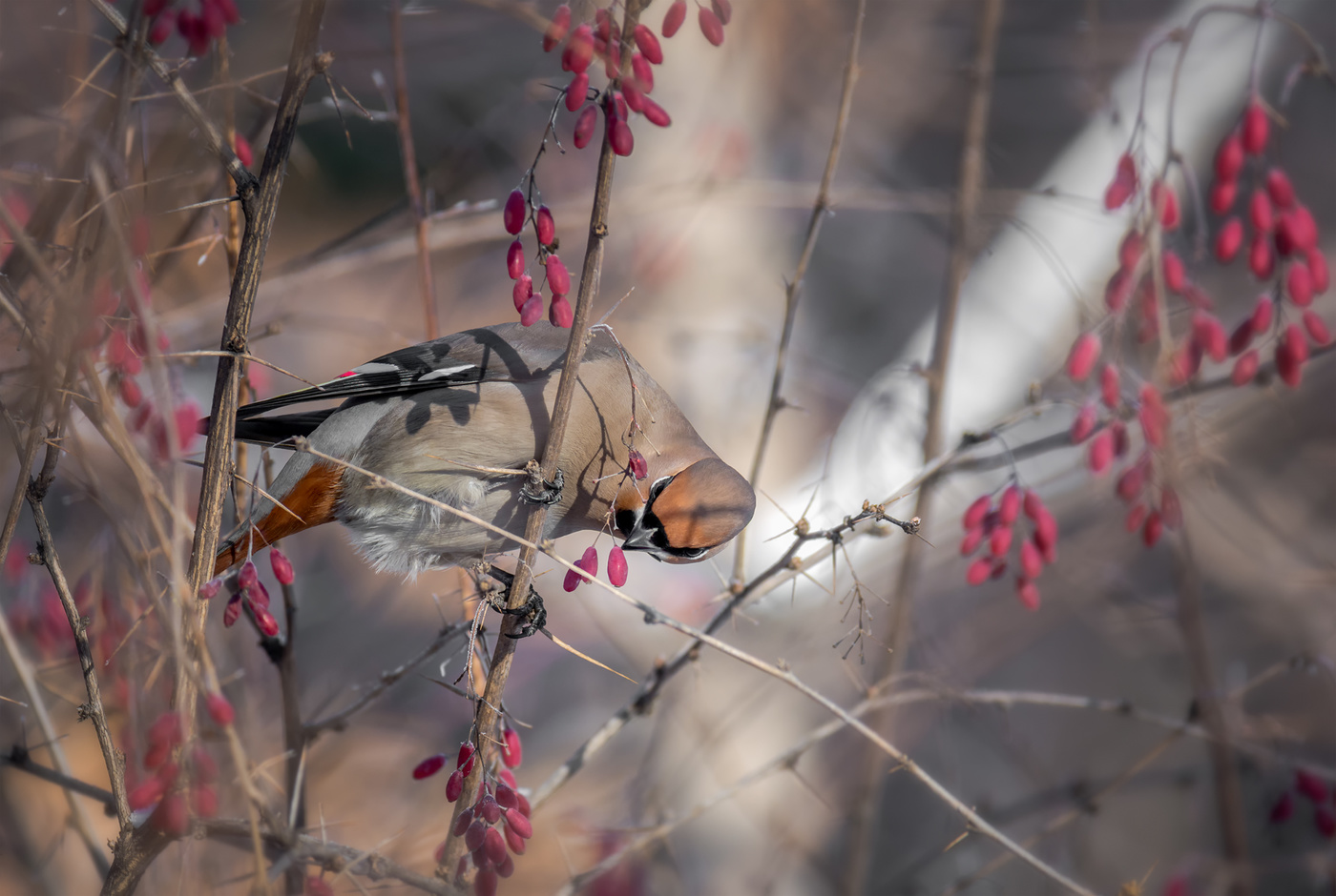 в зимнем барбарисе..