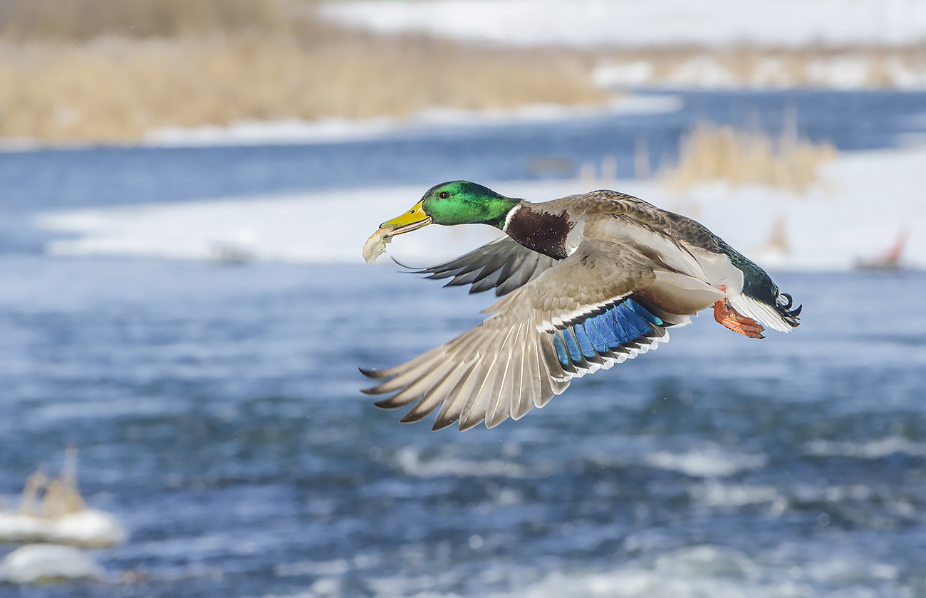 Праздник или выходной, будет уткам нарезной...