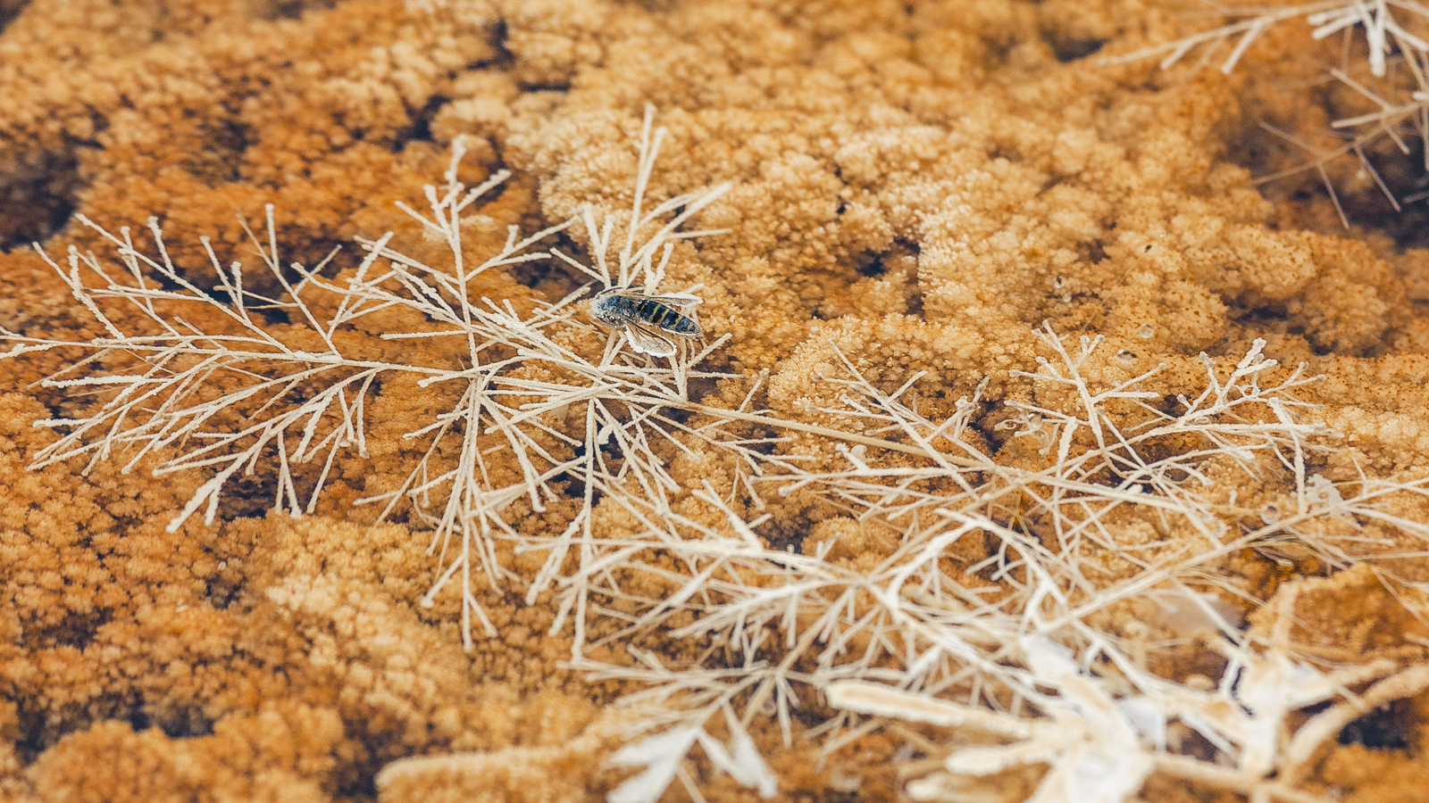 "Муха по полю пошла ..."