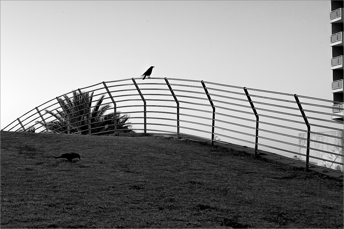 Хилтон и его вороны