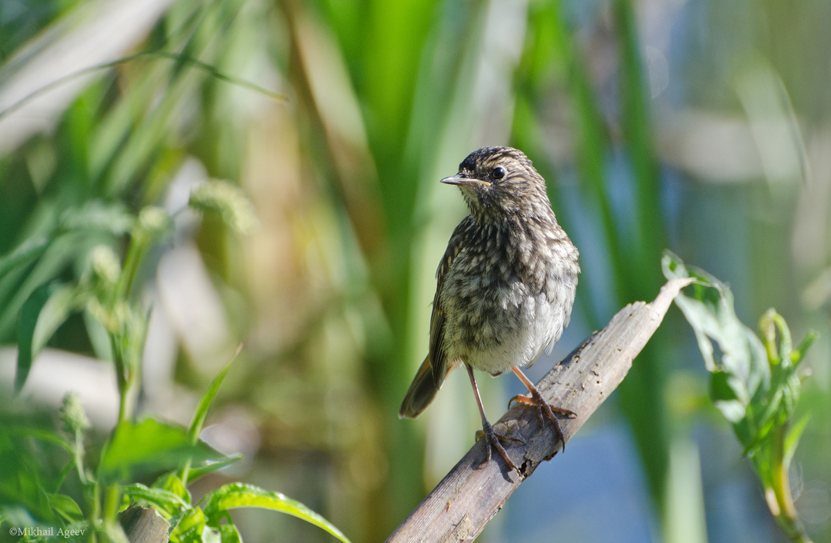 Молодая варакушка