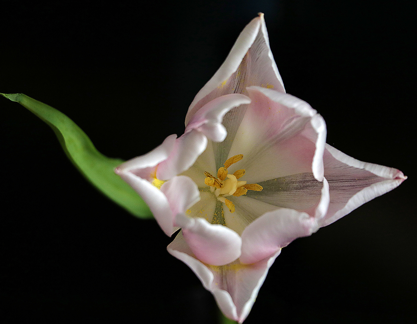 ...Трепещет робкой нежностью в душе...