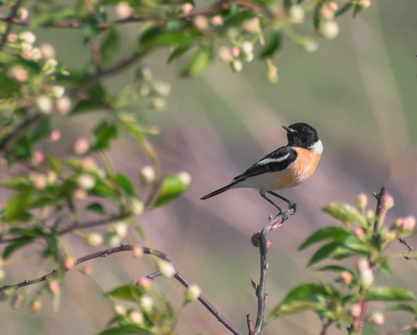 черноголовый чекан..