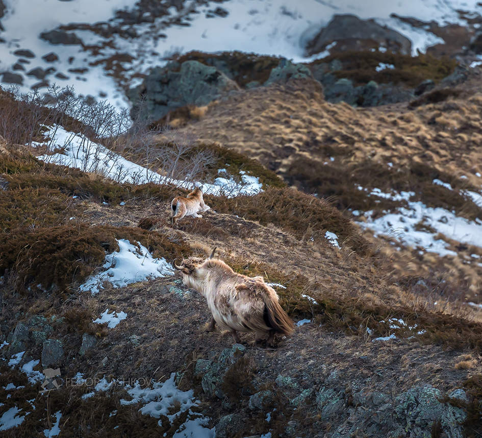 Як отгоняет от стада рысь