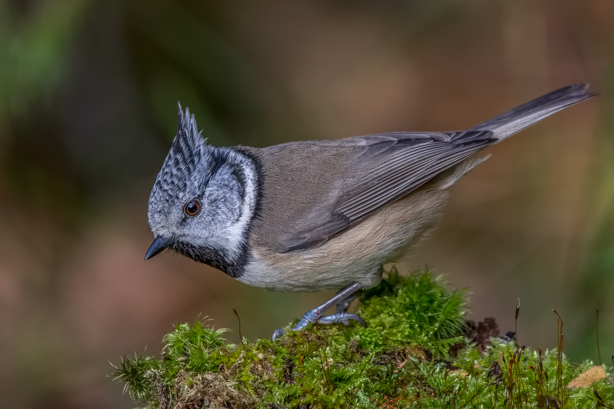 Гренадёрка.