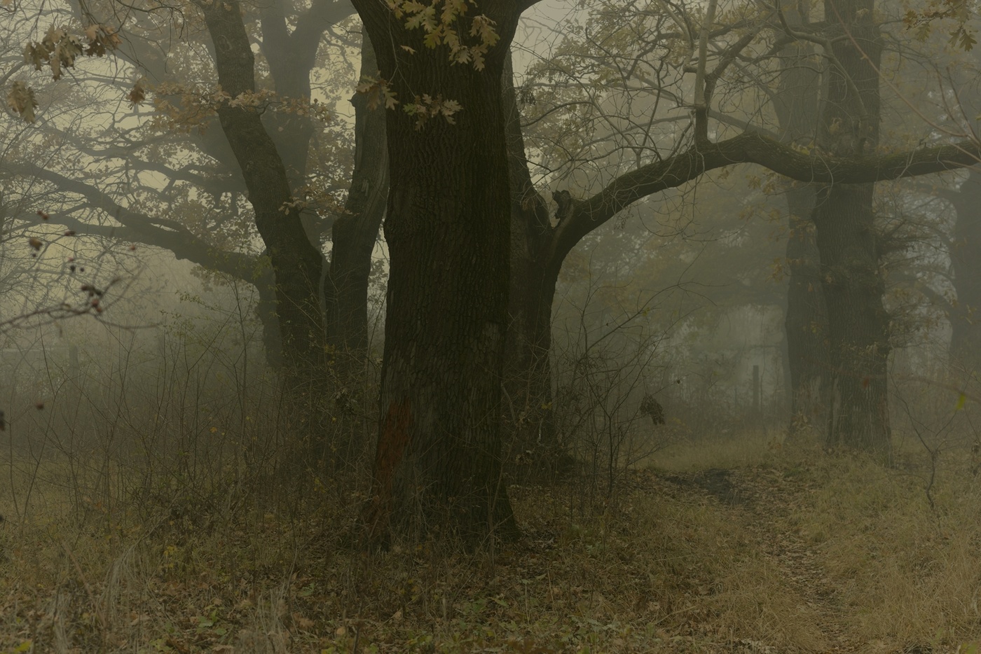 Туманное утро