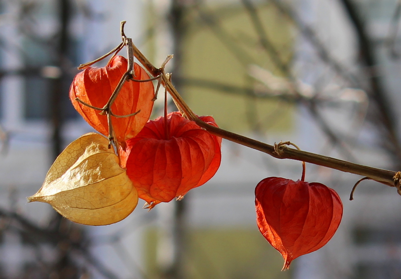 Этюд с физалисом.