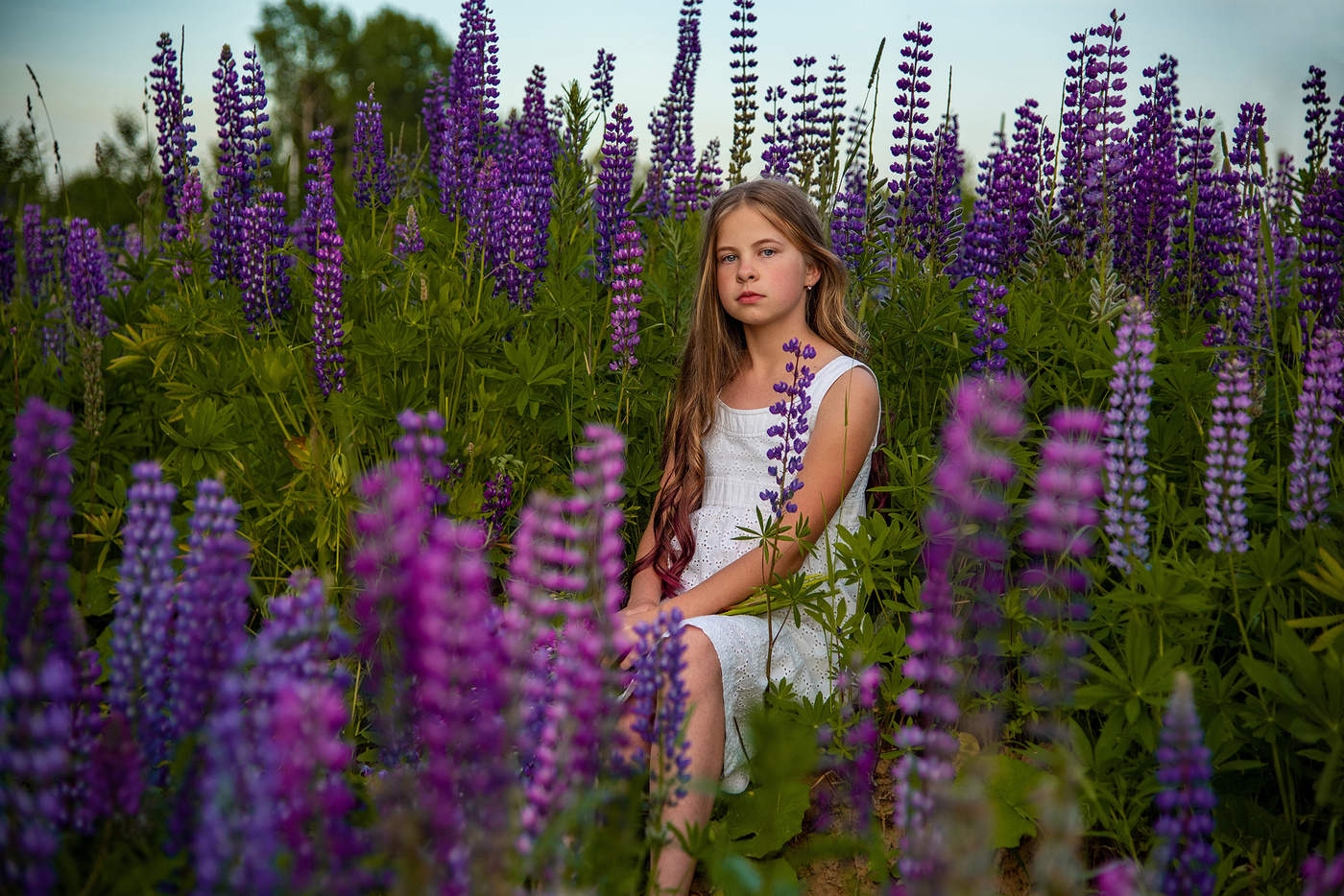 Сине-сиреневые цветы