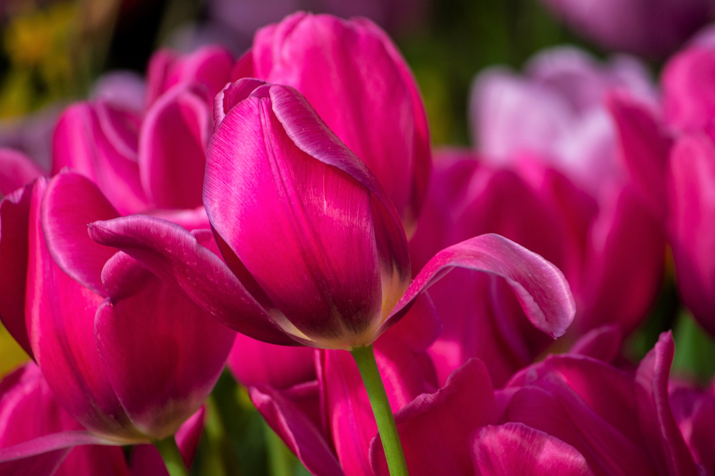 Весна в Аптекарском огороде