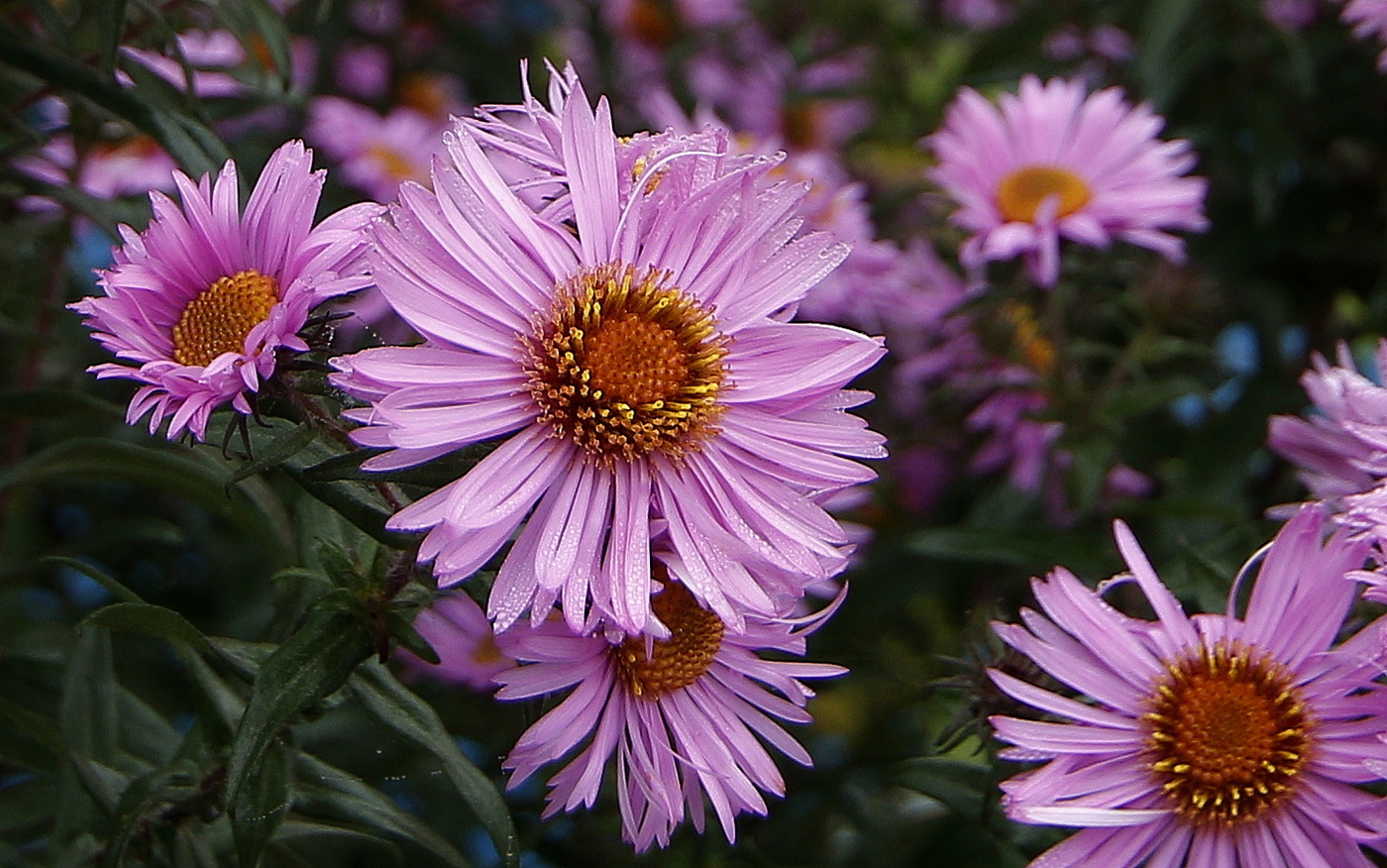 Дары осени.