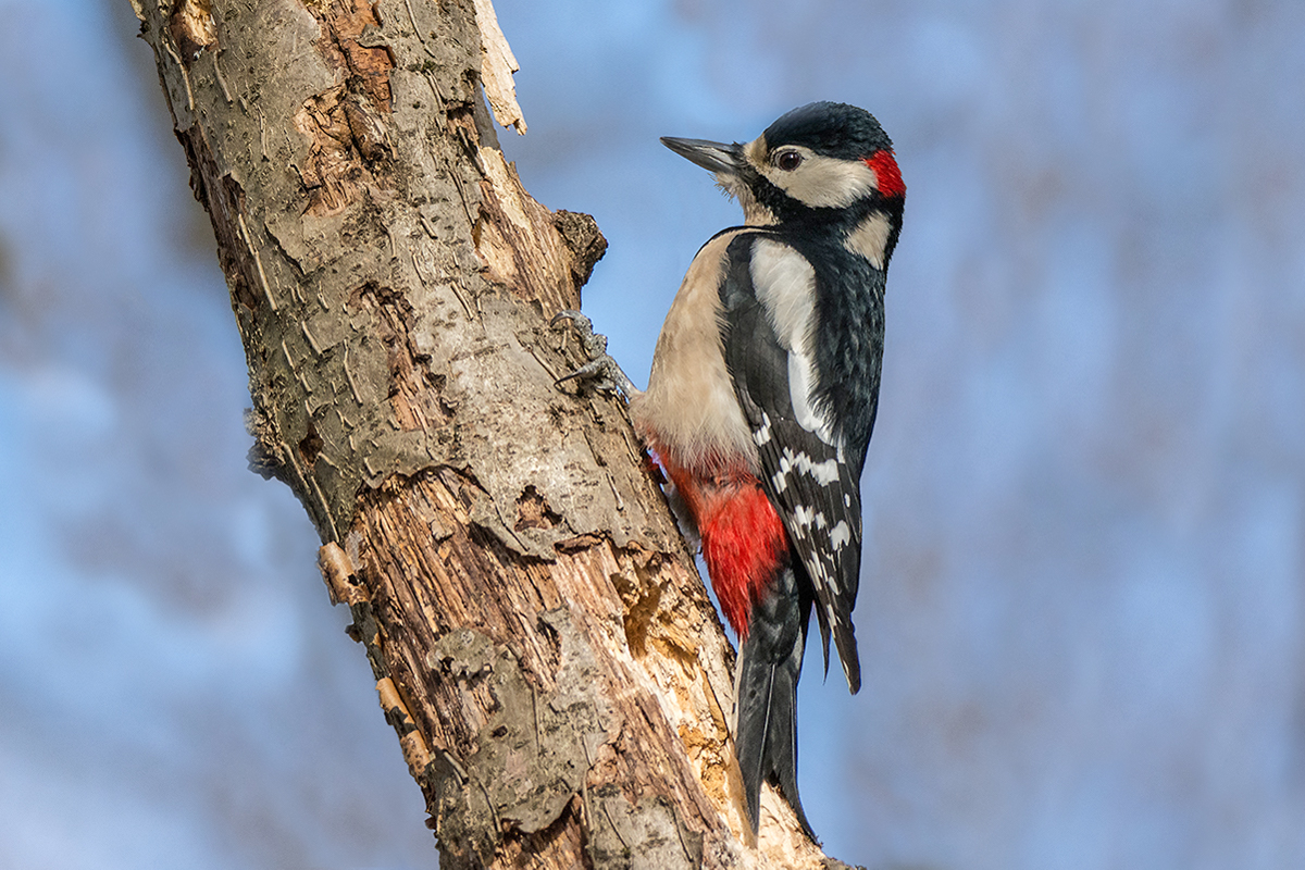 Большой пёстрый дятел.