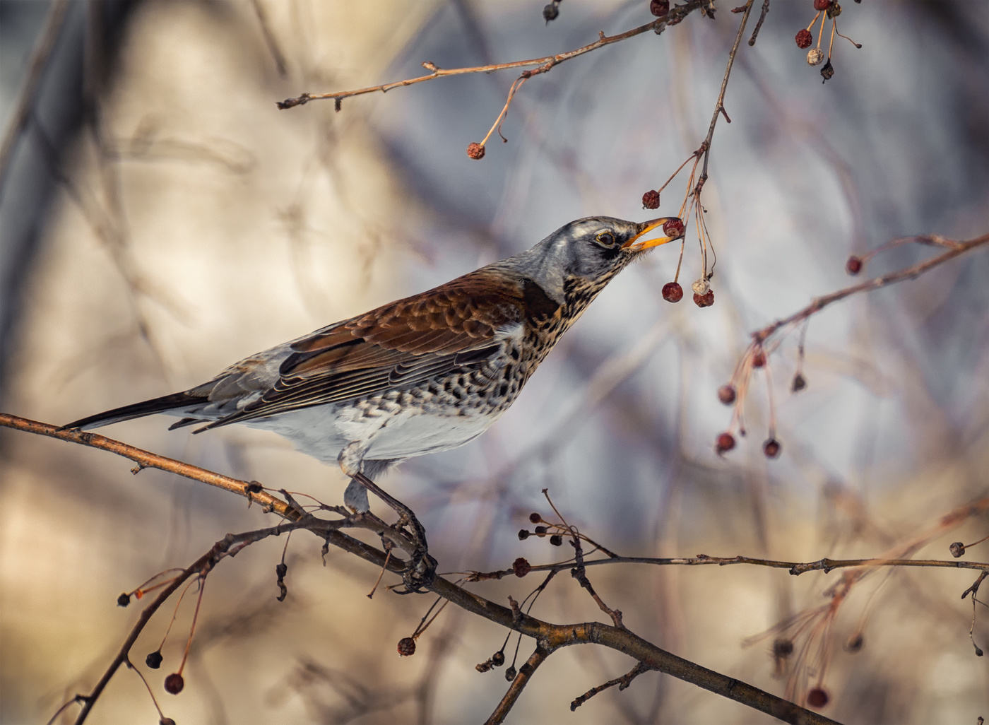 дрозд рябинник.