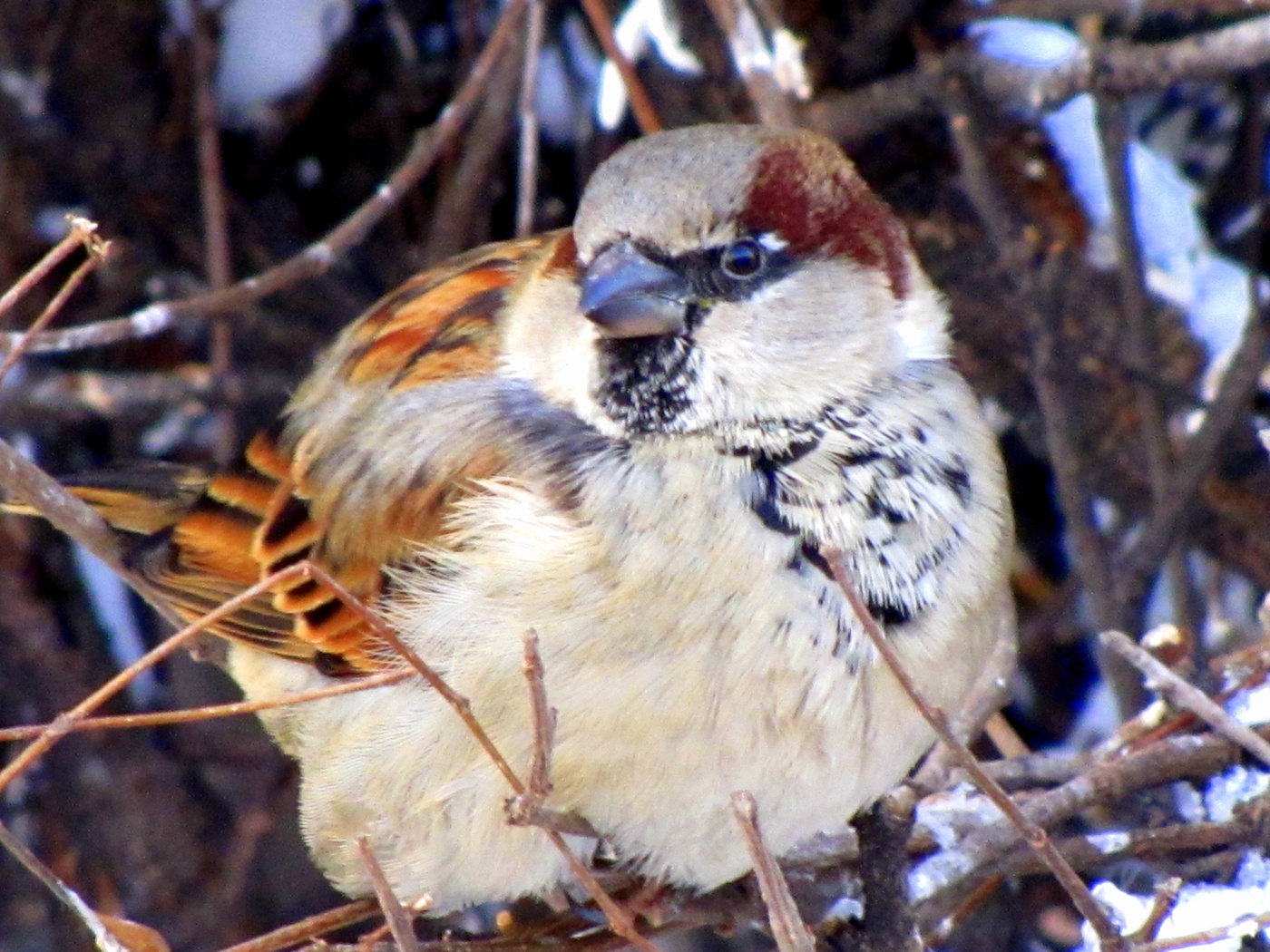 Воробьишка.