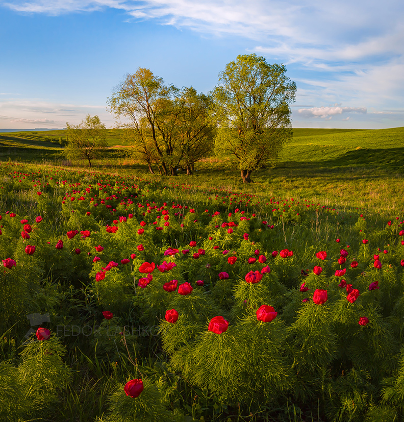 Пионы в степи