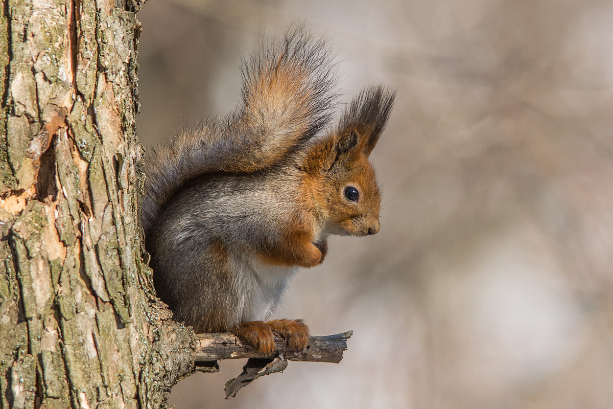 Скромность.