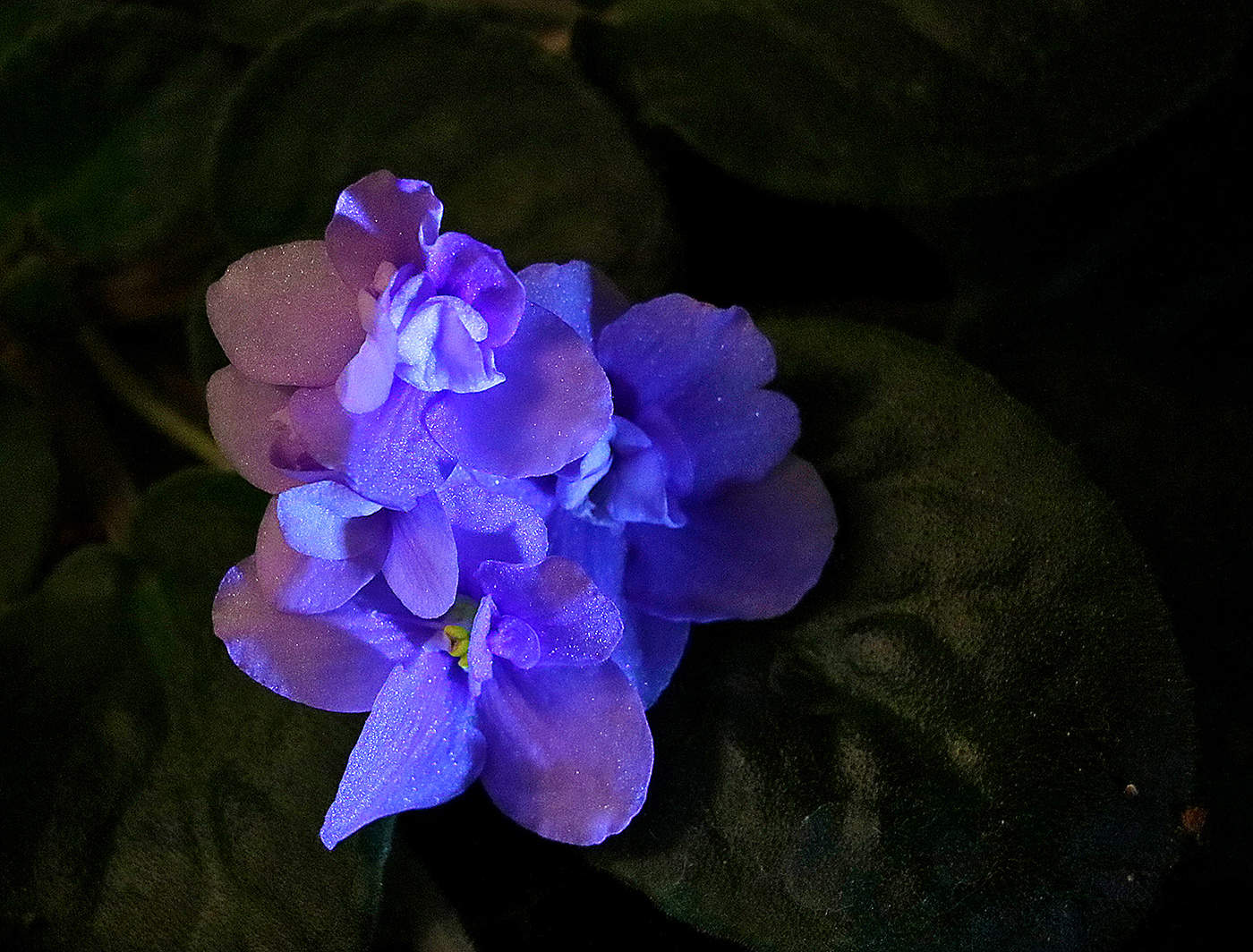 Моя фиалочка