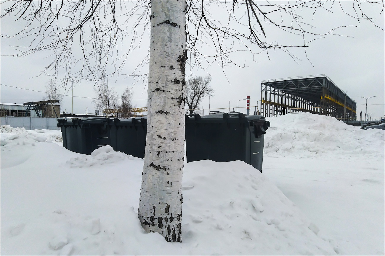 русские березки