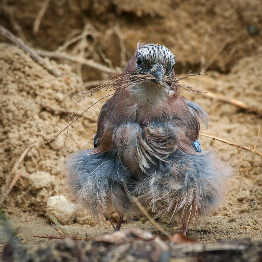 Вот такая я растрёпа