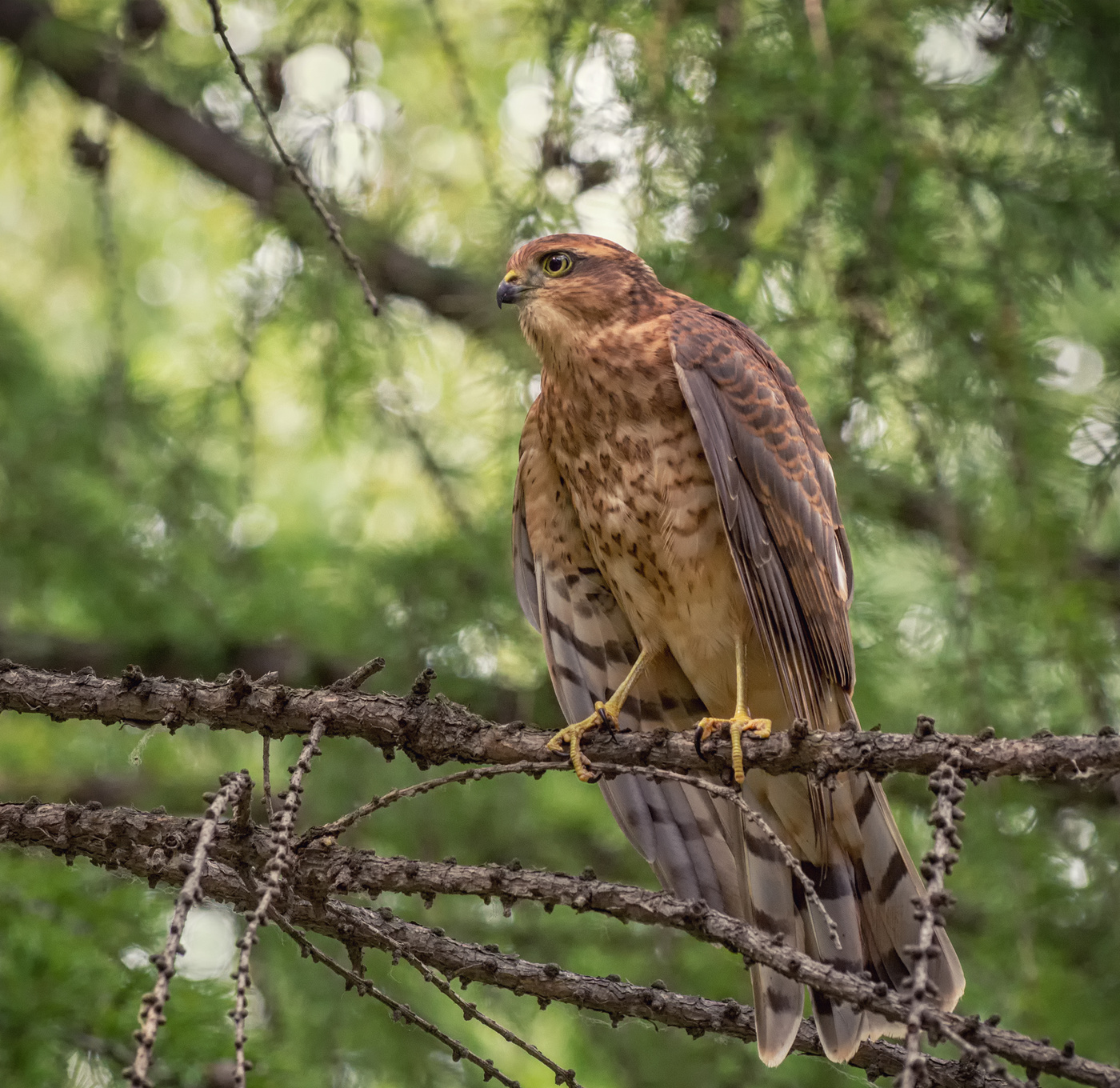 Молодой, гордый, красивый..