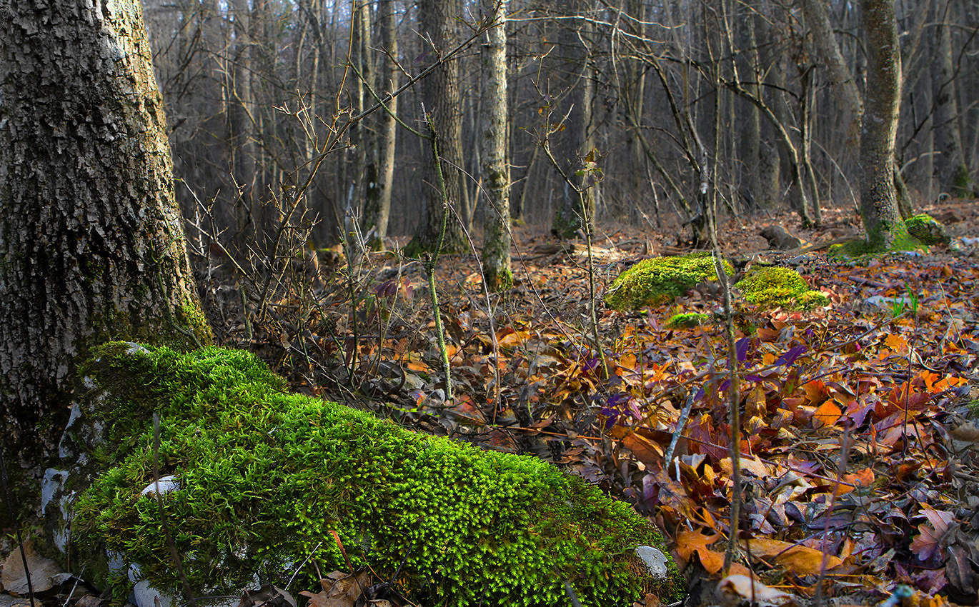 Зелёный мех.