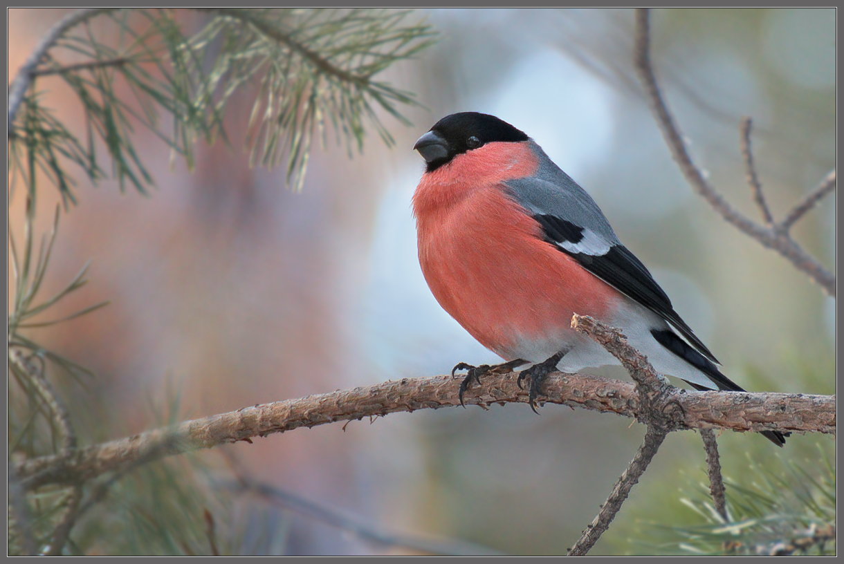 В ожидании весны
