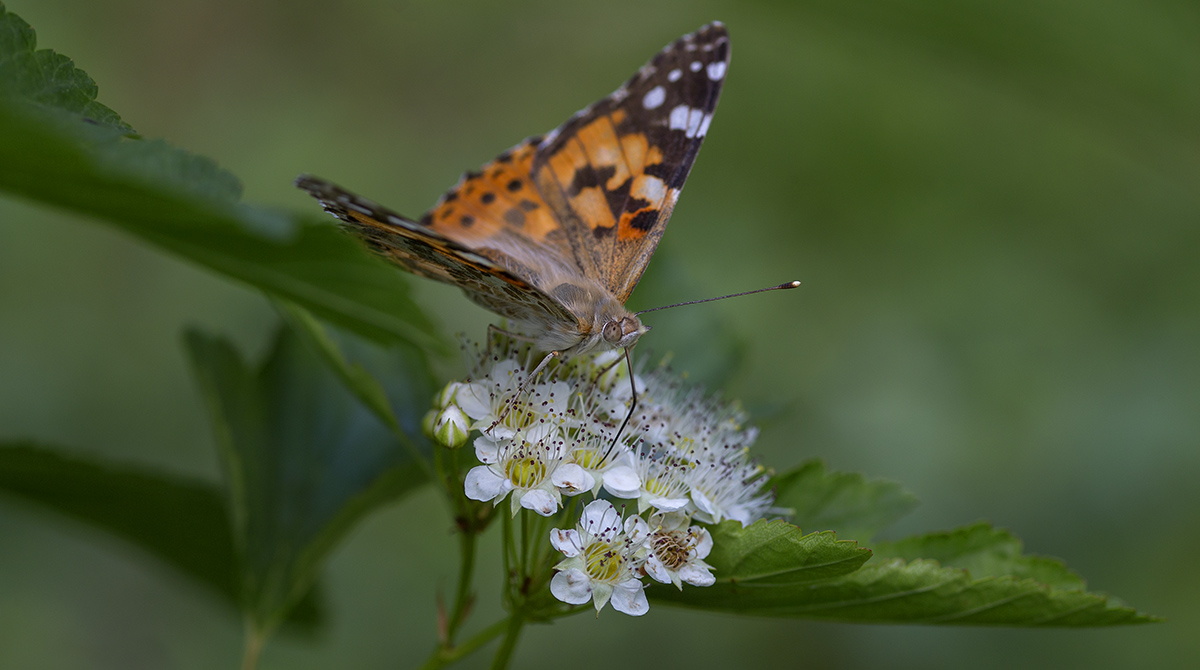 Маленькая жизнь