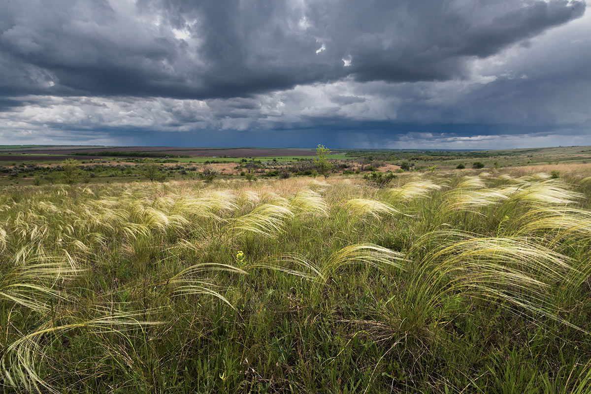Дожди над степью