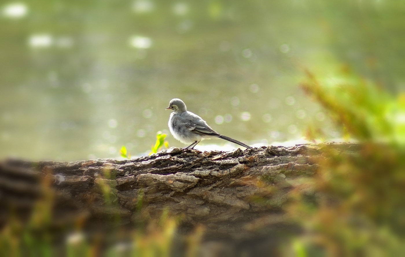 "Подиум для трясогузки"