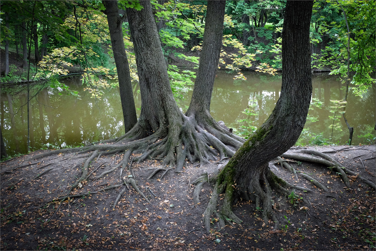 в гостях у сказки