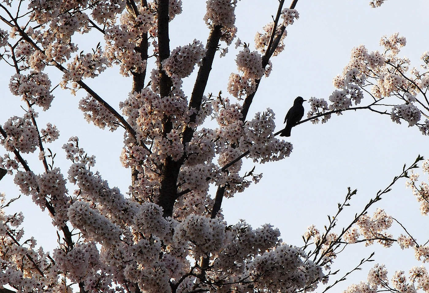 Один раз в год....