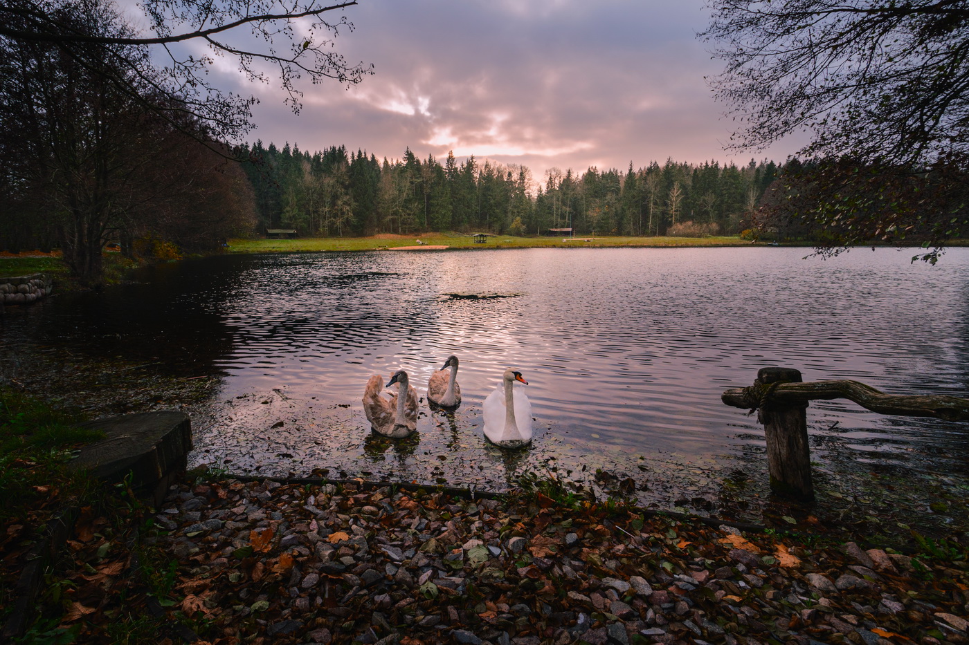 Гуси-лебеди