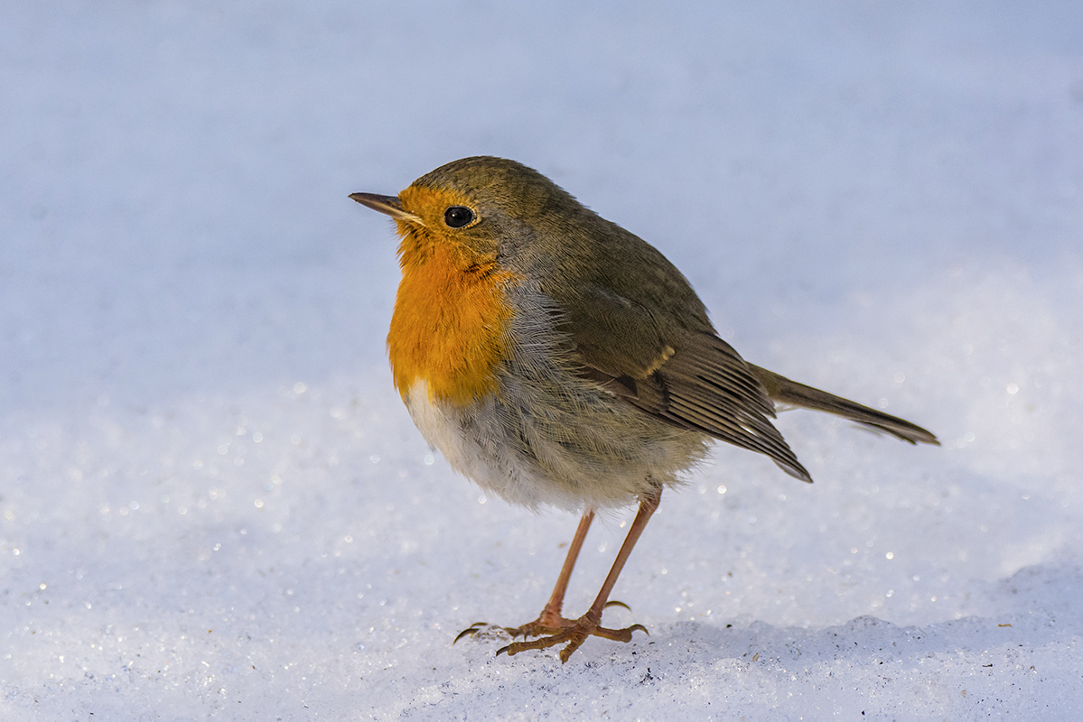 Малиновка на снегу.