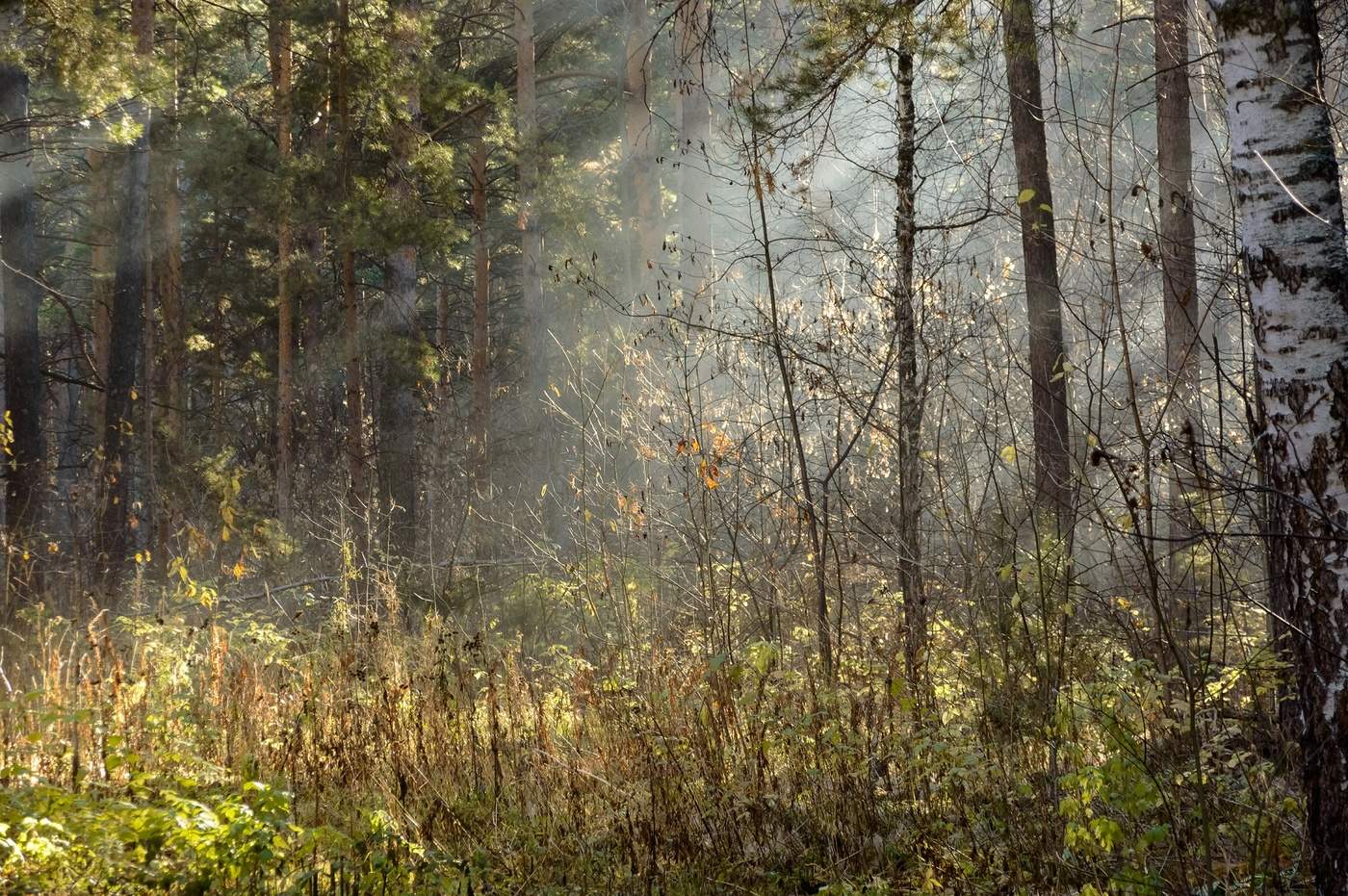 Утренний туман